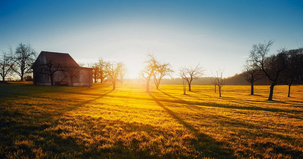 Scenic view of a rural farm at sunrise with a barn and trees casting long shadows. Photo by Pixabay on Pexels.